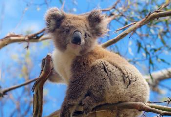 Koala bear